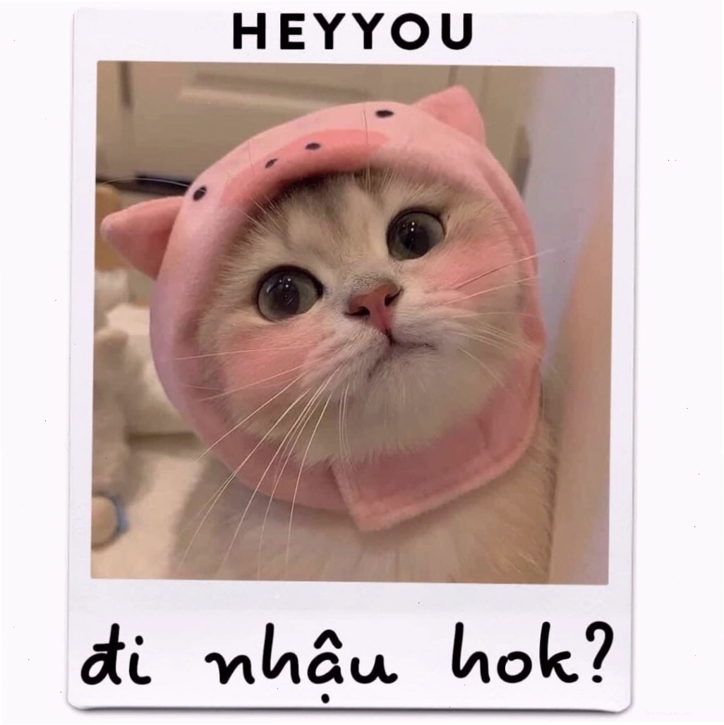Mèo con nhìn với ánh mắt đầy tò mò