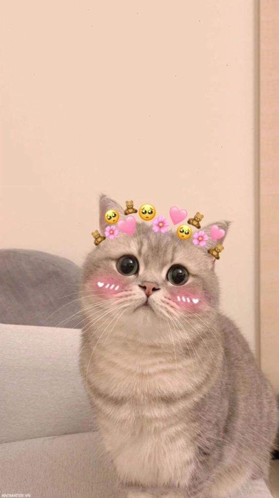 Mèo con nhìn với ánh mắt tò mò