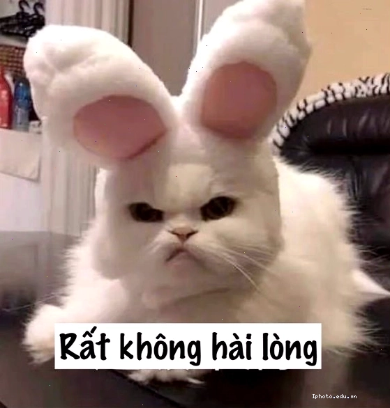 Mèo giận dỗi quay lưng đi