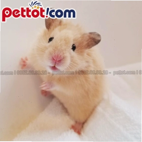 Tìm hiểu về nguồn gốc chuột hamster bear để xây dựng môi trường sống phù hợp