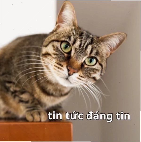 Tin tức đáng tin meme