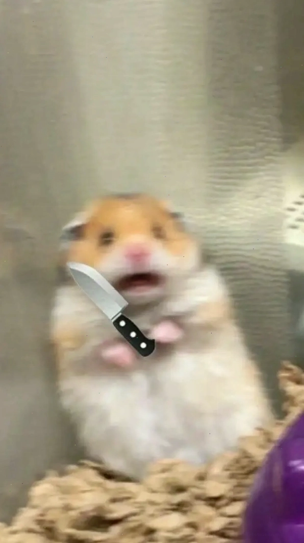 Trọn bộ meme hình ảnh chuột hamster hài hước bá đạo