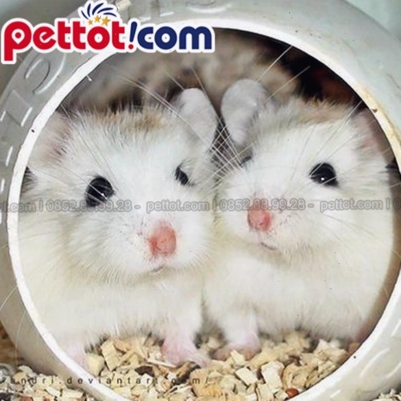 Vòng đời phát triển của chuột hamster bear qua từng giai đoạn