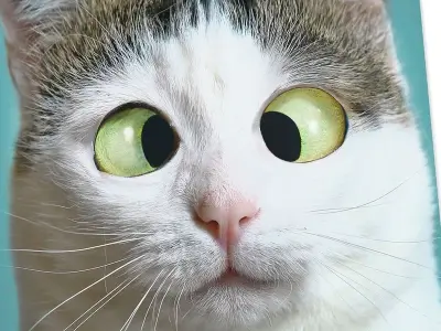 Tuyển tập meme mèo chế hài hước khiến ai cũng thích thú