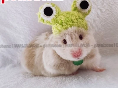 Hướng dẫn cách chăm sóc hamster khoa học giúp bé mập mạp khỏe mạnh