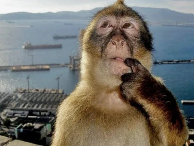 Khám phá nguồn gốc và ý nghĩa của "Monkey Thinking Meme"