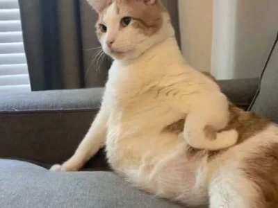 Khám Phá Thế Giới Meme Chống Nạnh Cute: Biểu Cảm Hài Hước Đốn Tim