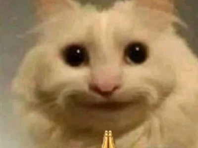 Tuyển Tập Ảnh Meme Mèo Bựa Cười Ra Nước Mắt Cho Dân Tình