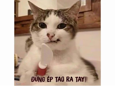 Tuyển tập ảnh meme vui nhộn khuấy đảo mạng xã hội 2026