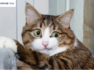 Tuyển Tập Hình Nền Meme Cute Hài Hước Nhất Cho Năm 2026