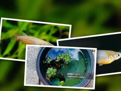 Medaka Cá Vảy Vàng Khám Phá Thế Giới Cá Bảy Màu Nhật Bản